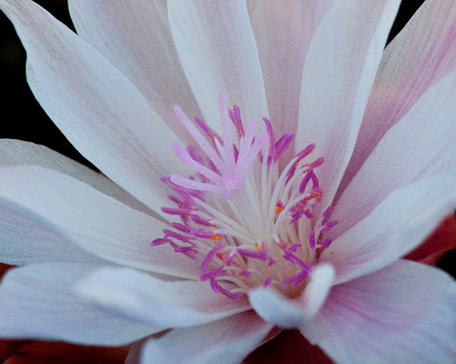 Lewisia rediviva - Bitterroot 2578-9_1.jpg